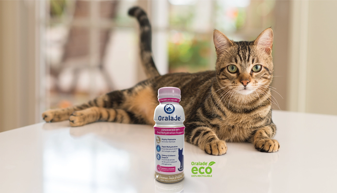 chat-attendant-sa-boisson-oralade Chat attendant sa boisson Oralade