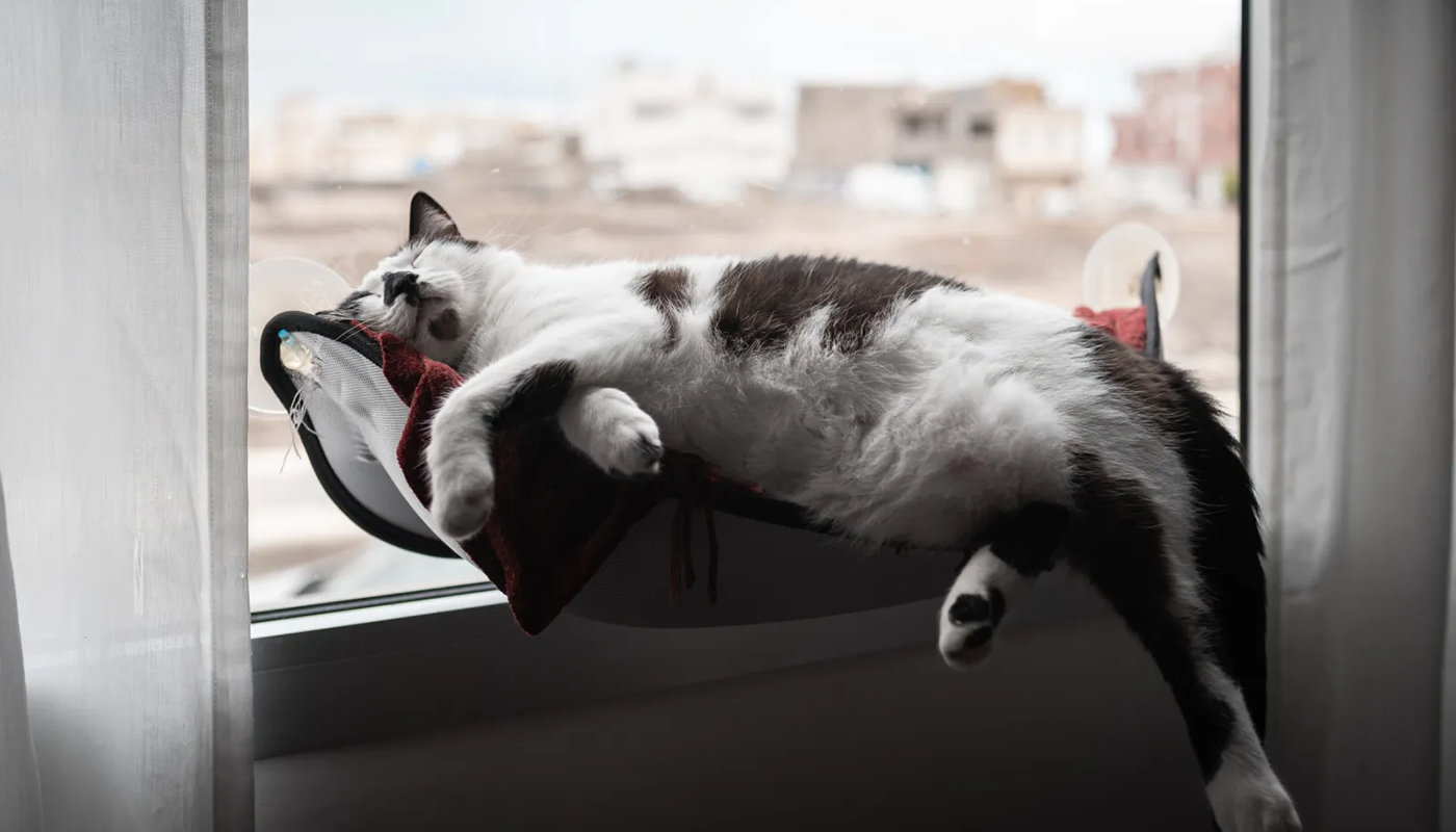 Wie wird einen Diabetes bei Katzen behandelt? Wie wird einen Diabetes bei Katzen behandelt?