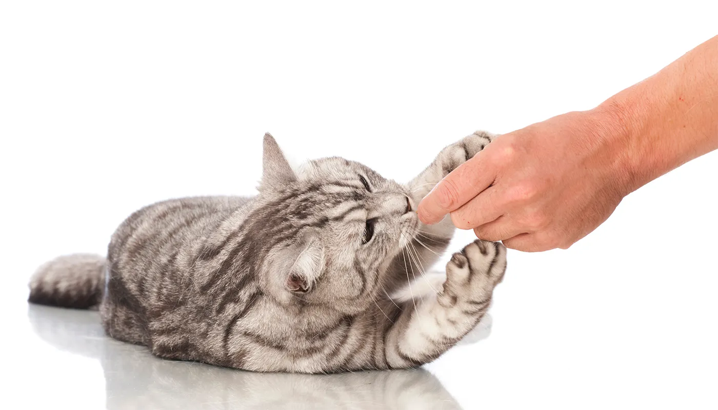 chat-recoit-une-friandise-en-recompense Chat reçoit une friandise en récompense