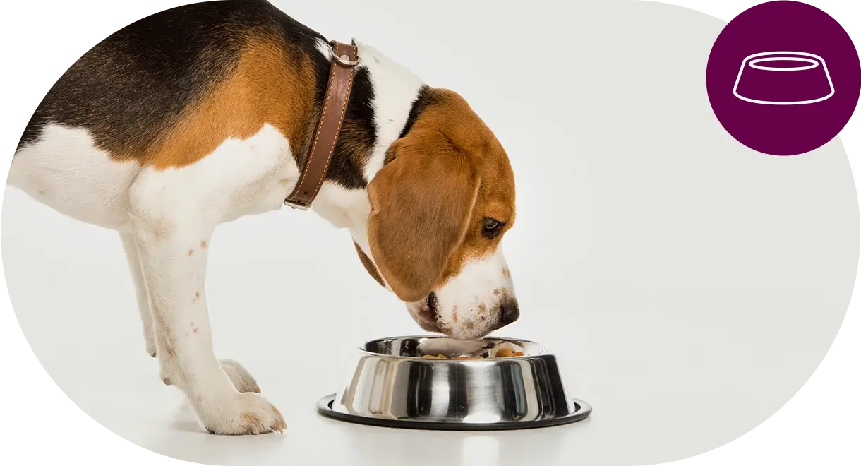 header-categorie-chien-aliments Header catégorie chien aliments