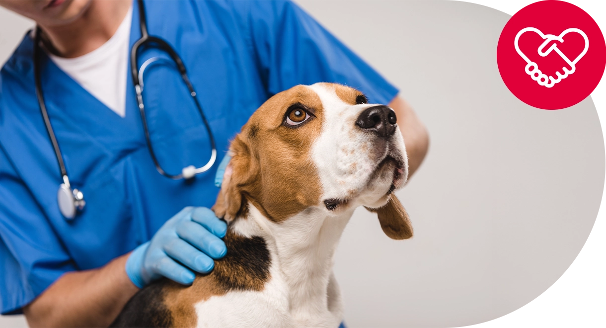 un-chien-est-examine-par-un-veterinaire Un chien est examiné par un vétérinaire