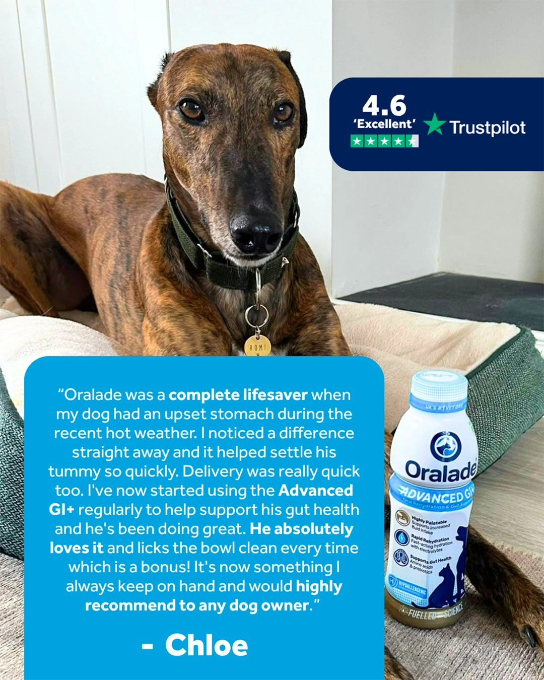 Advanced GI+ pour soutenir l’apport hydrique chez les chiens et les chats Advanced GI+ pour soutenir l’apport hydrique chez les chiens et les chats