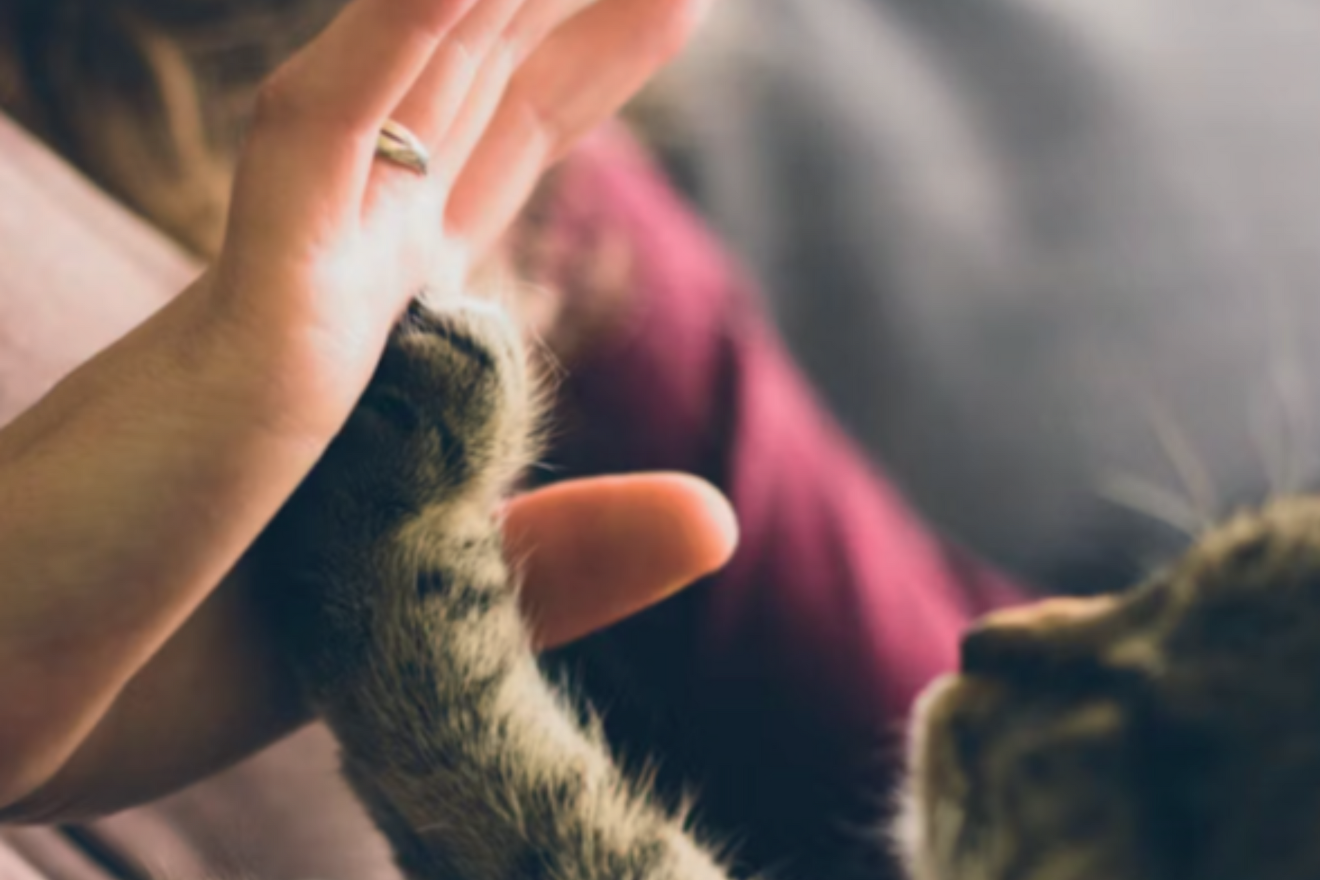 deal-gesundheit-von-deiner-tieraerztin Deal - Gesundheit von deiner Tierärztin