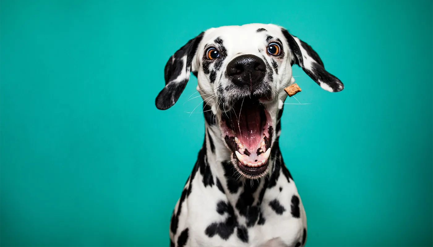 dalmatiner-schnappt-sich-ein-leckerli Dalmatiner schnappt sich ein Leckerli