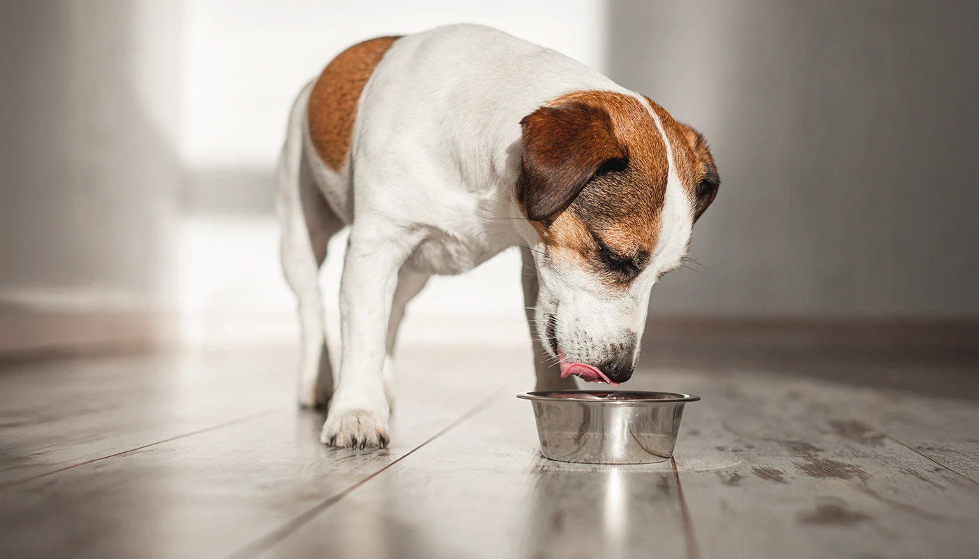 chien-buvant-de-l-eau-dans-le-salon Chien buvant de l’eau dans le salon