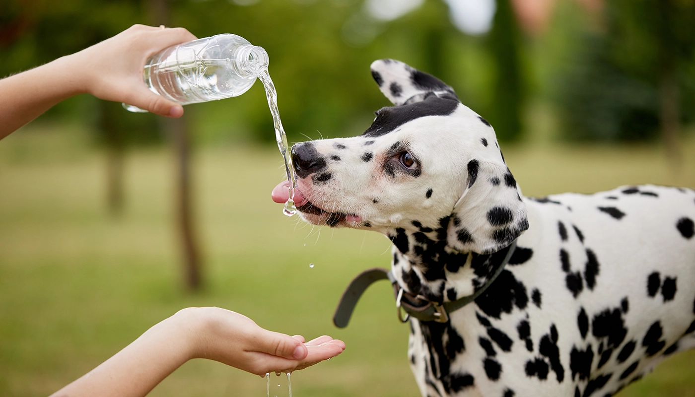 Mein Hund trinkt zu wenig: Was hilft wirklich? Ursachen, Anzeichen, Tipps Mein Hund trinkt zu wenig: Was hilft wirklich? Ursachen, Anzeichen, Tipps