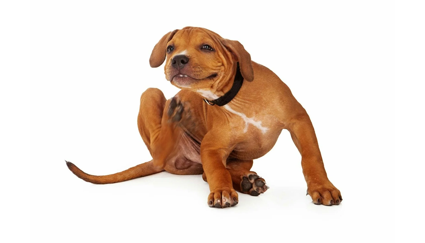 un-chiot-pitbull-lutte-contre-une-infestation-de-puces Un chiot pitbull lutte contre une infestation de puces