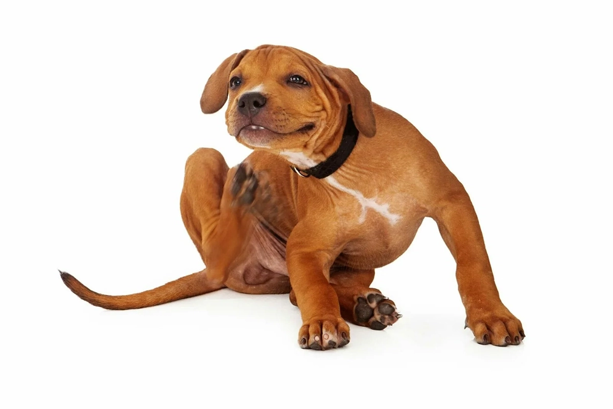 pit-bull-welpe-kaempft-mit-flohbefall Pit Bull Welpe kämpft mit Flohbefall