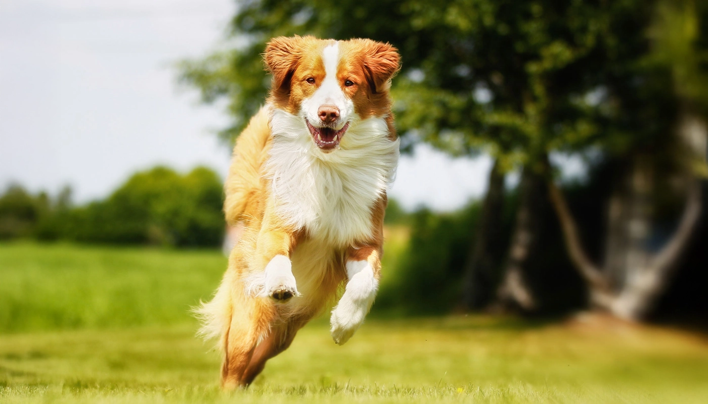 chien-sautant-dans-l-herbe Chien sautant dans l’herbe