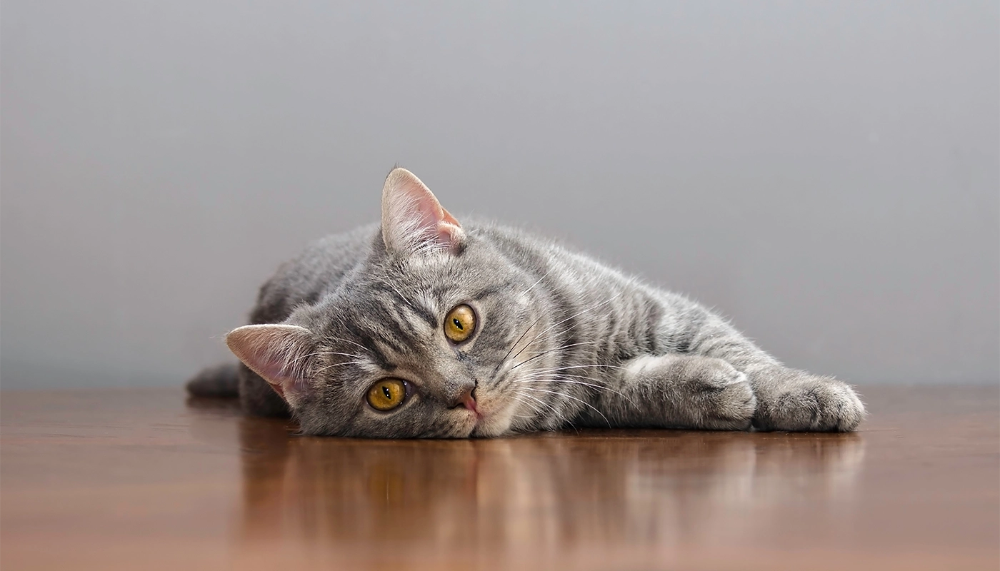 le-chat-se-sent-visiblement-bien Le chat se sent visiblement bien