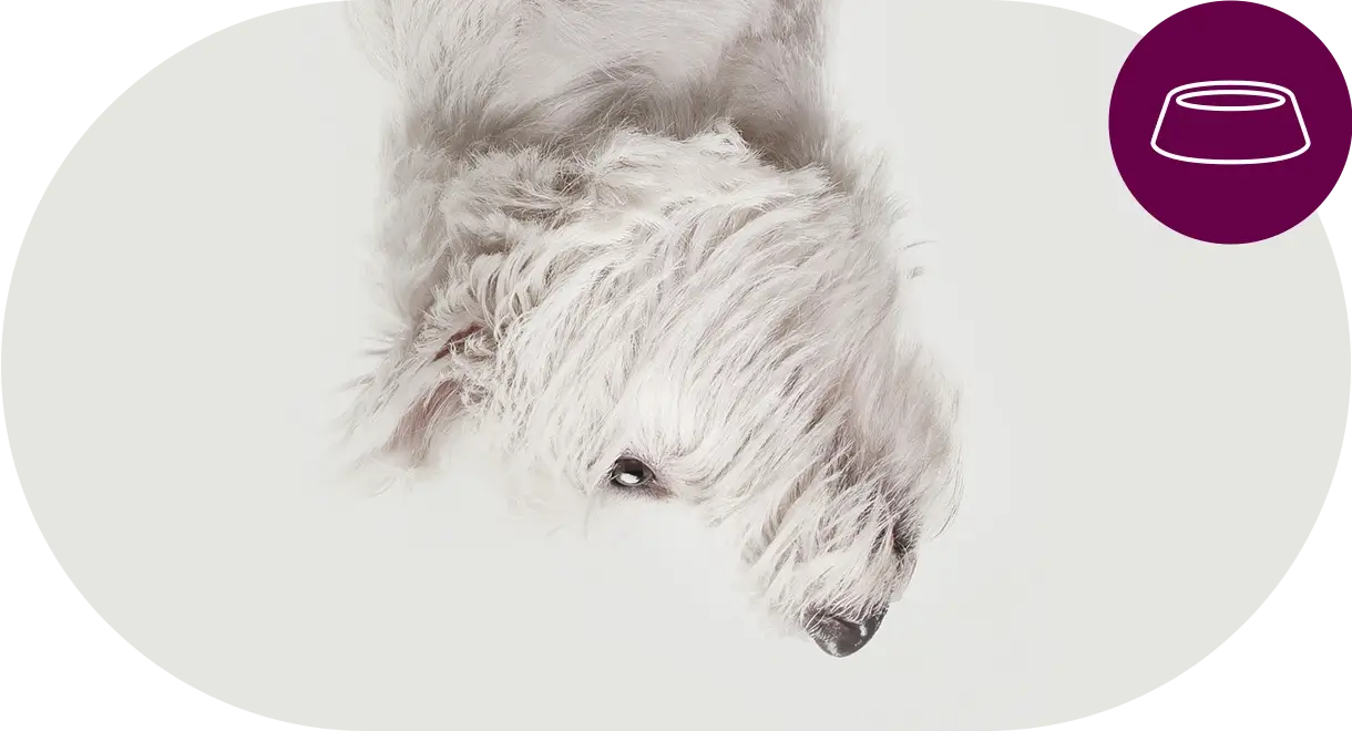 header-categorie-chien-dietes-veterinaires Header catégorie chien diètes vétérinaires