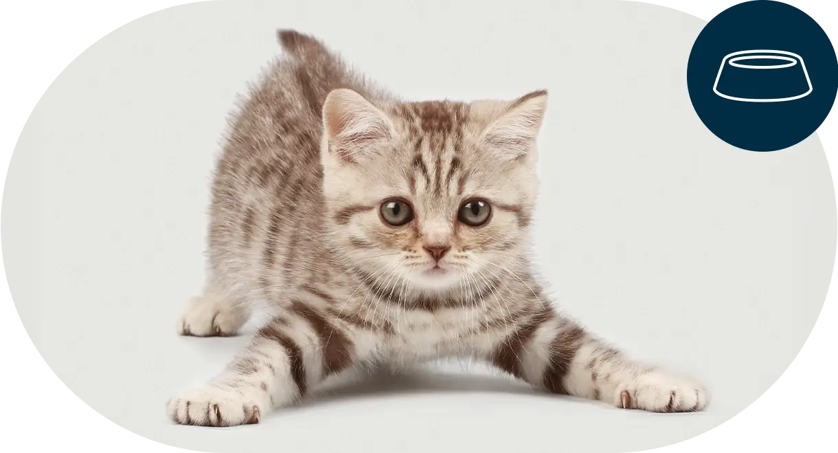 header-categorie-chat-aliments-friandises Header catégorie chat aliments friandises