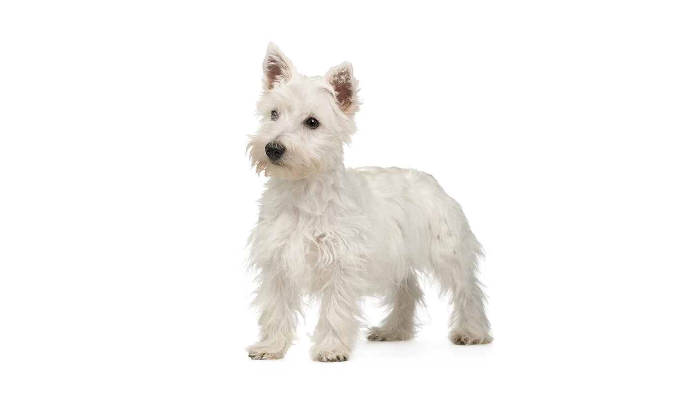 west-highland-white-terrier-attend-avec-impatience West Highland White Terrier attend avec impatience