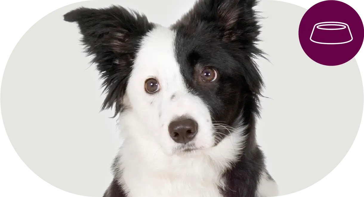 header-kategorie-hund-futtermittel-nassfutter Header Kategorie Hund Futtermittel Nassfutter