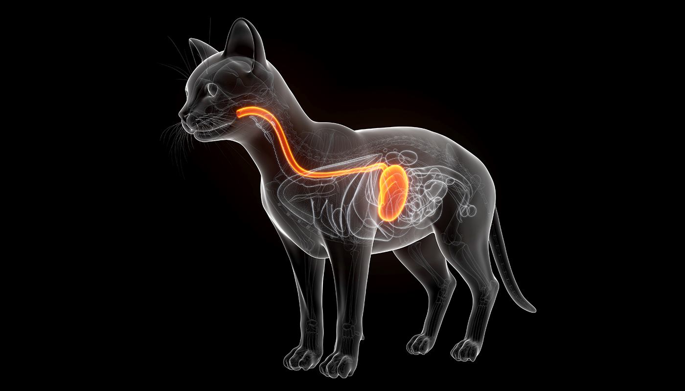 Diarrhée chronique chez les chats – causes ?