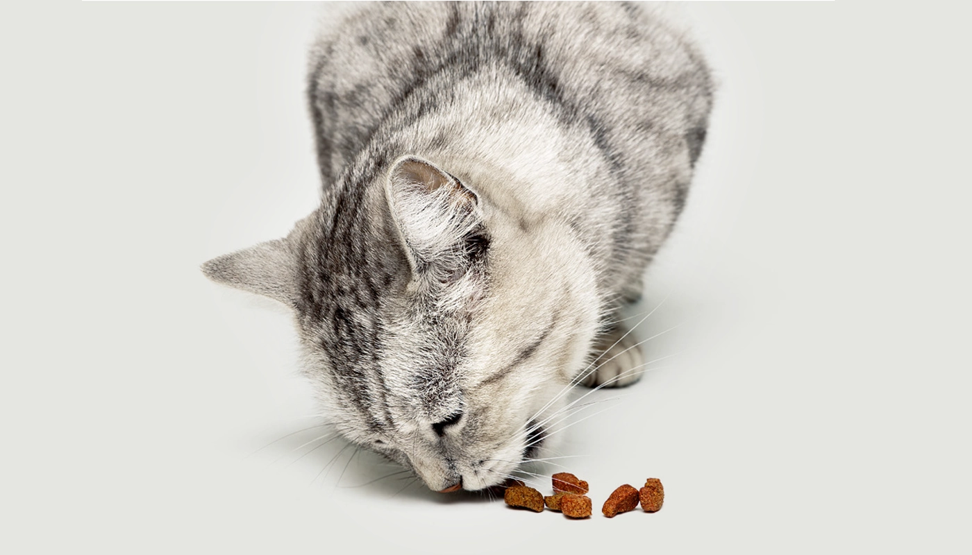 teaser-nahrung-fuer-katzen Teaser Nahrung für Katzen