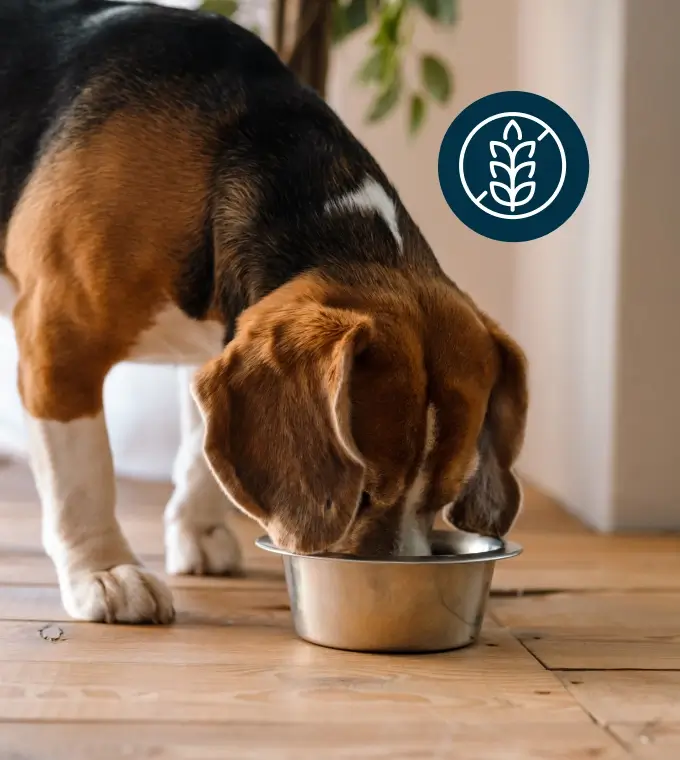 Hund Futter Getreidefrei