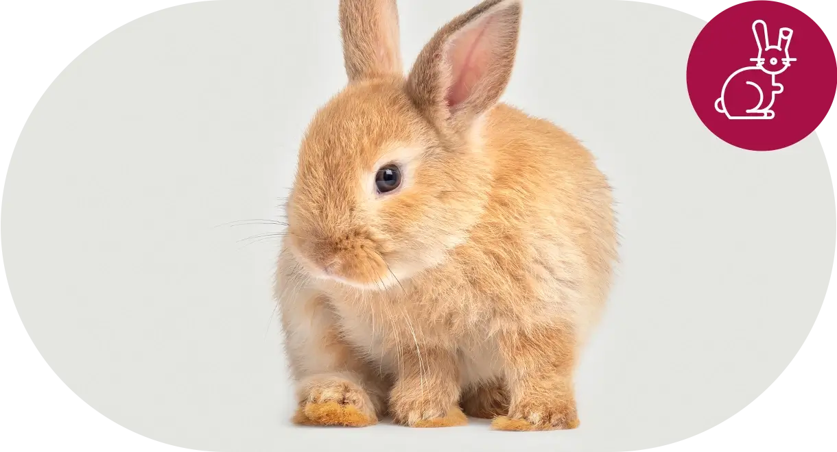 header-categorie-petits-animaux Header catégorie petits animaux