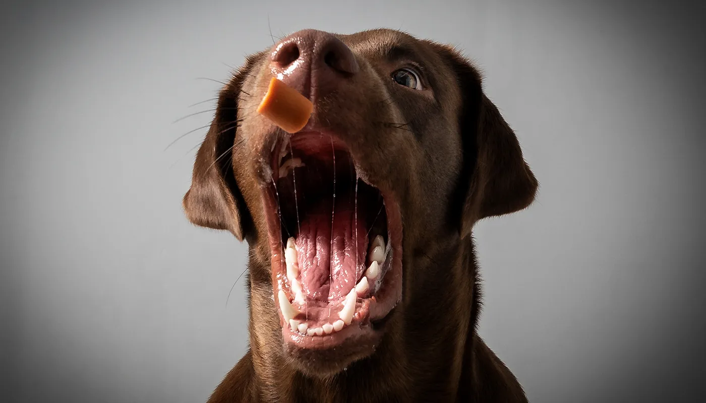 chien-attrape-une-friandise Chien attrape une friandise