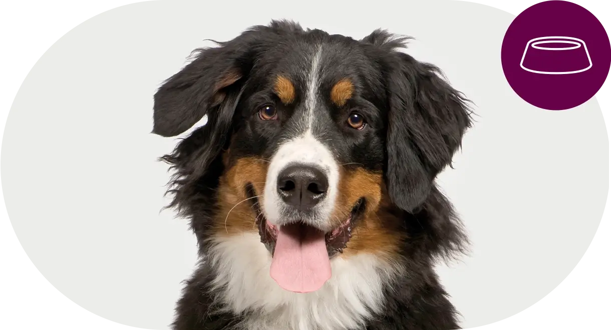 header-categorie-chien-complements-alimentaires Header catégorie chien compléments alimentaires