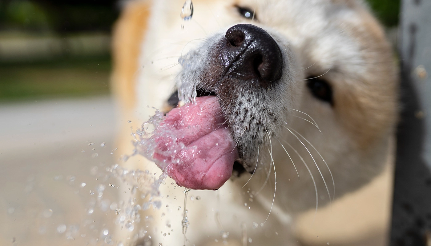 Trinkmenge: Wie viel Wasser braucht dein Hund täglich? Trinkmenge: Wie viel Wasser braucht dein Hund täglich?