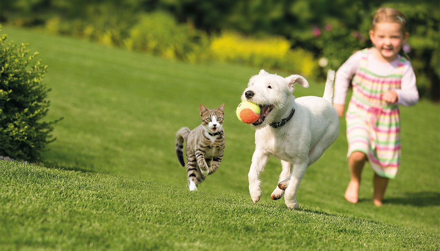 chien-avec-une-balle-dans-la-gueule-sautant-dans-un-champ Chien avec une balle dans la gueule sautant dans un champ
