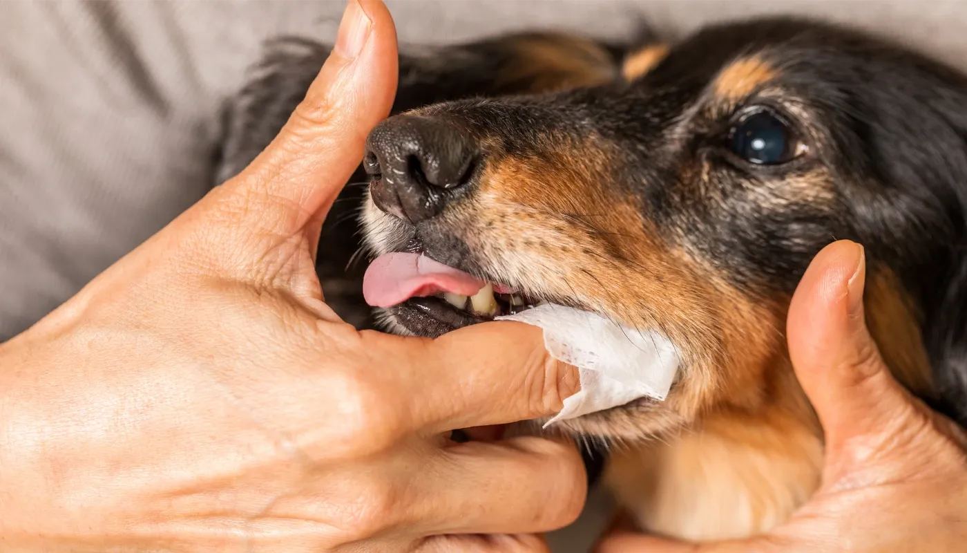 zahnpflegetuecher-von-plaqtiv-fuer-hunde-und-katzen Zahnpflegetücher von Plaqtiv+ unterstützt die Zahnhygiene bei Hunden und Katzen