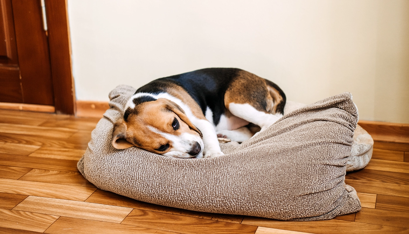 Mon chien a de la diarrhée – que puis-je faire ?