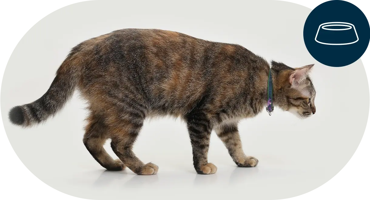 header-categorie-chat-aliments Header catégorie chat aliments