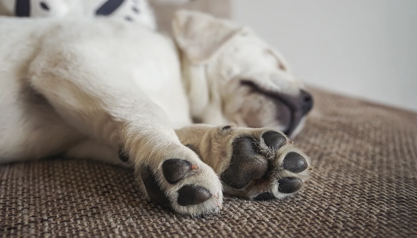 vetramil-convient-au-traitement-des-pattes-des-chiens Vetramil convient au traitement des pattes des chiens