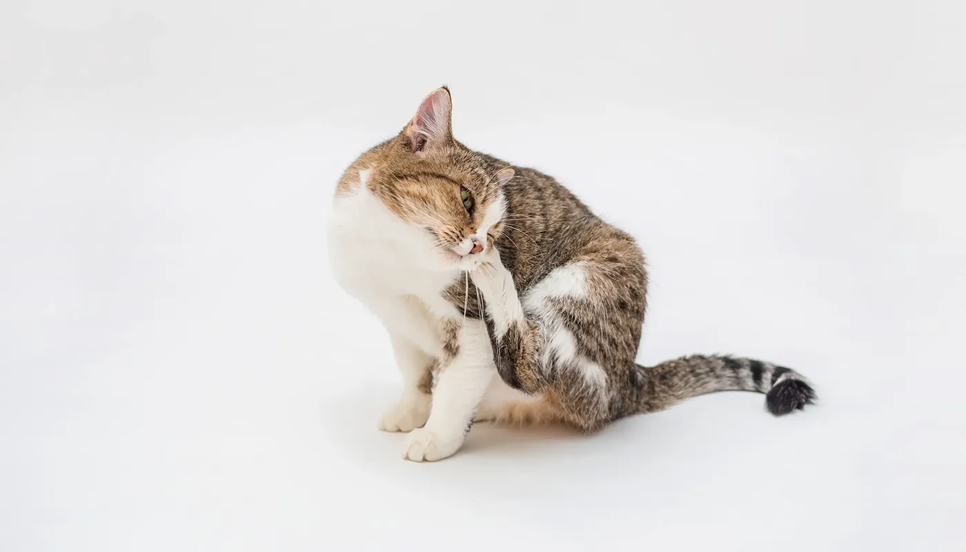 Hilfe, meine Katze hat Flöhe