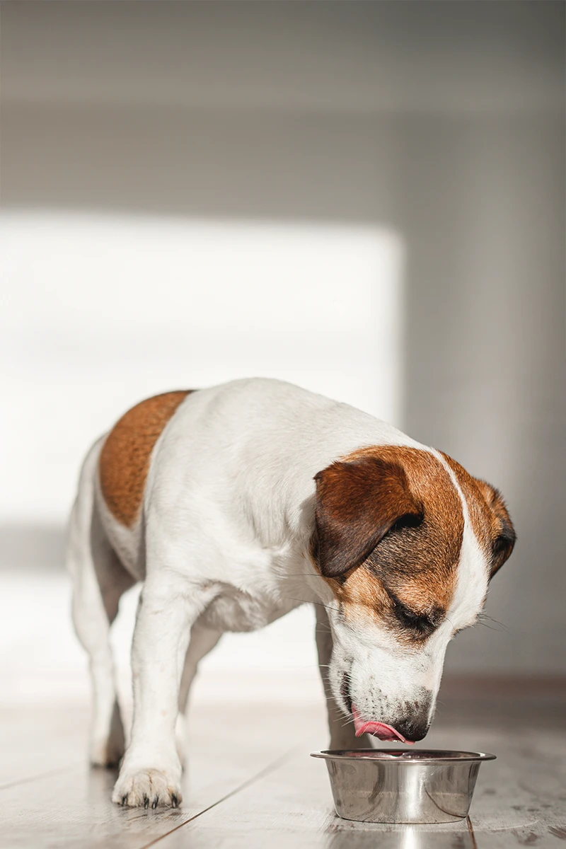 chien-buvant-de-l-eau-dans-le-salon Chien buvant de l’eau dans le salon