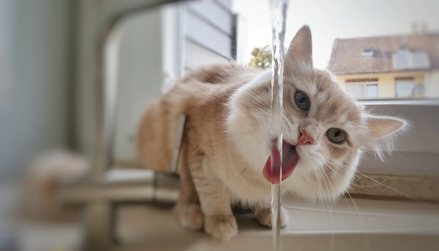 Comment reconnaître le diabète chez ton chat ? Comment reconnaître le diabète chez ton chat ?