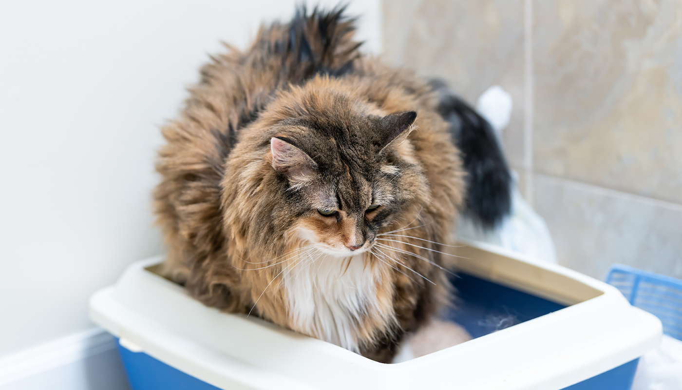 Cystite idiopathique chez le chat ou cystite idiopathique féline – Reconnaître et traiter correctement Cystite idiopathique chez le chat ou cystite idiopathique féline – Reconnaître et traiter correctement