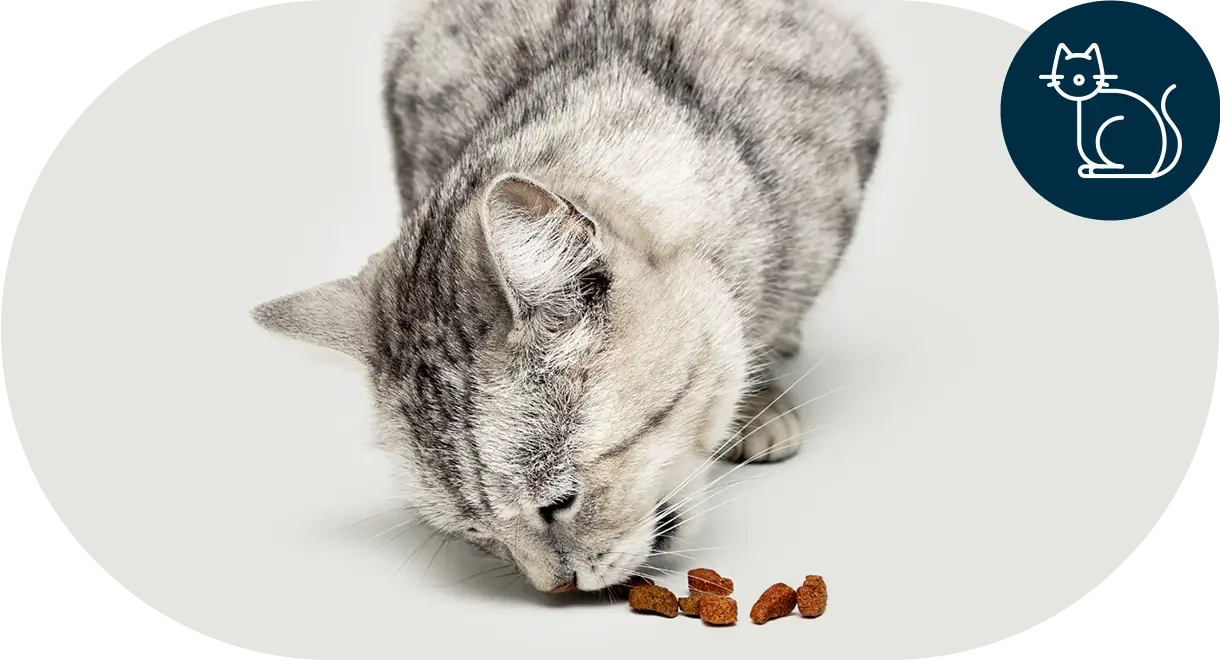 header-categorie-chat Header catégorie chat