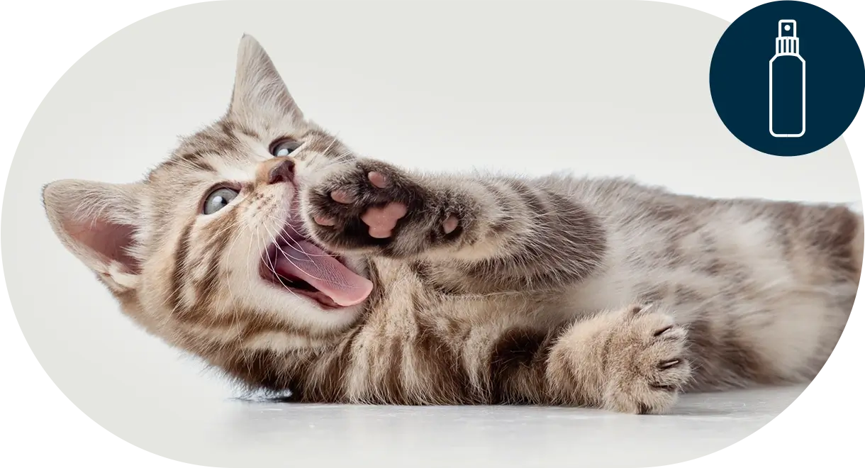 header-categorie-chat-produits-de-soin Header catégorie chat produits de soin