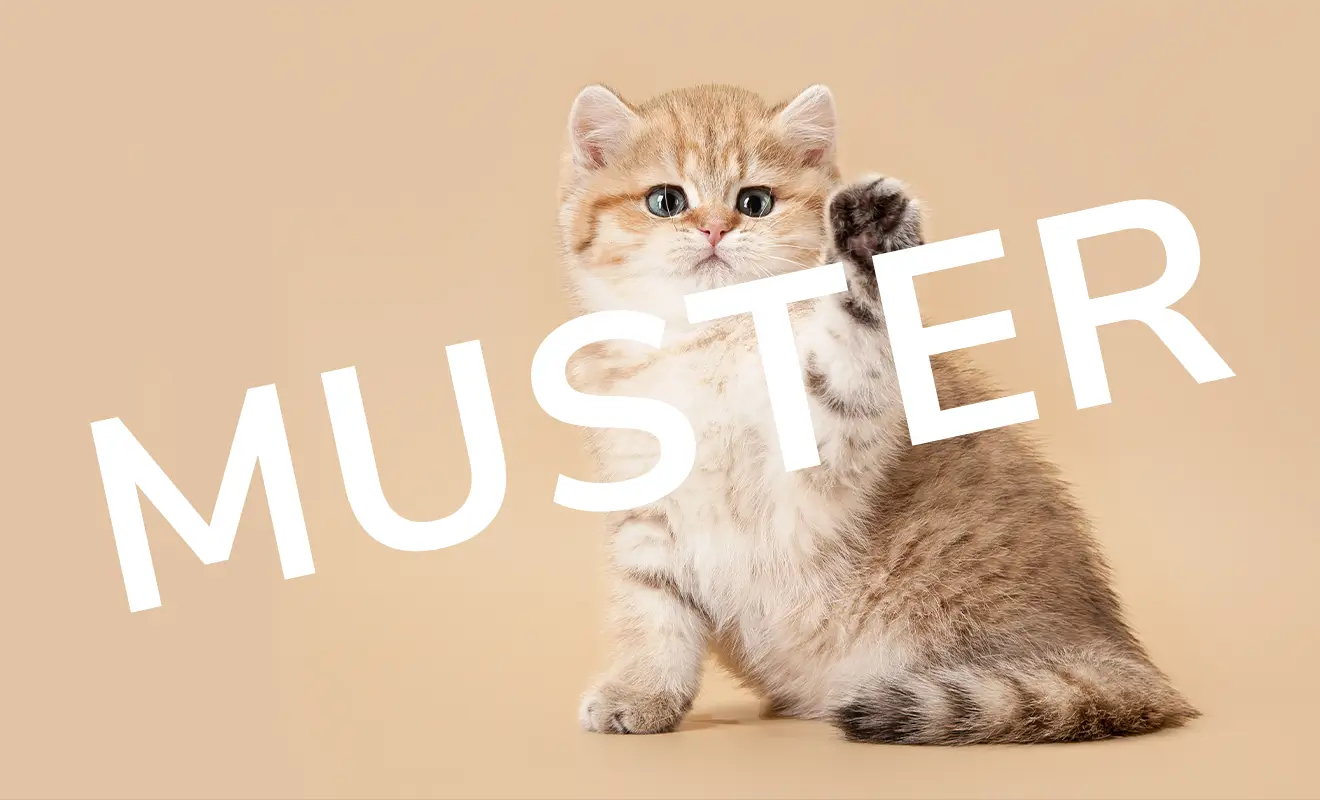 Eine süsse Katze mit hellbraunem Fell sitzt vor einem beige Hintergrund und hebt eine Pfote.