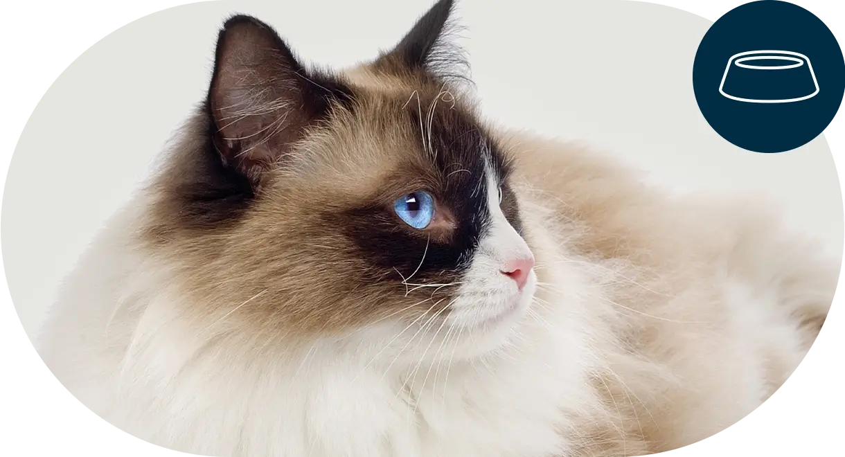 header-categorie-chat-aliments-secs Header catégorie chat aliments secs