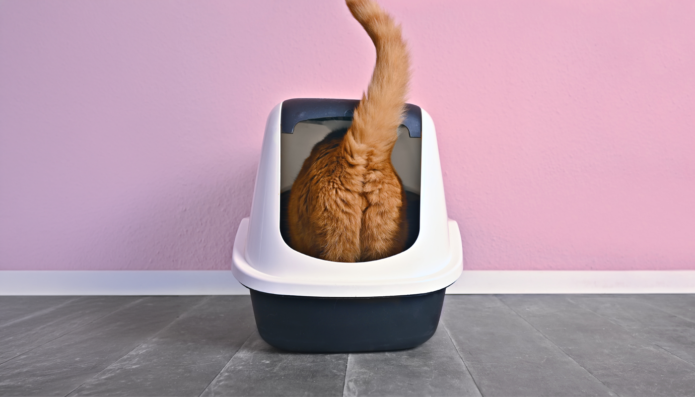 Calculs urinaires chez ton chat – causes, symptômes, diagnostic et traitement