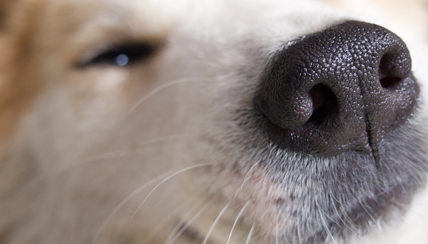 Feuchte Hundenase: Was sie mit der Riechleistung deines Hundes zu tun hat Feuchte Hundenase: Was sie mit der Riechleistung deines Hundes zu tun hat