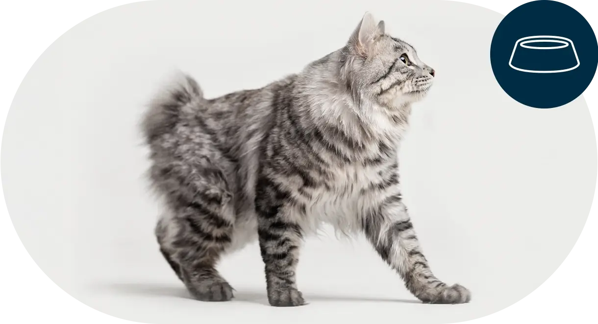 header-categorie-chat-aliments-humides Header catégorie chat aliments humides