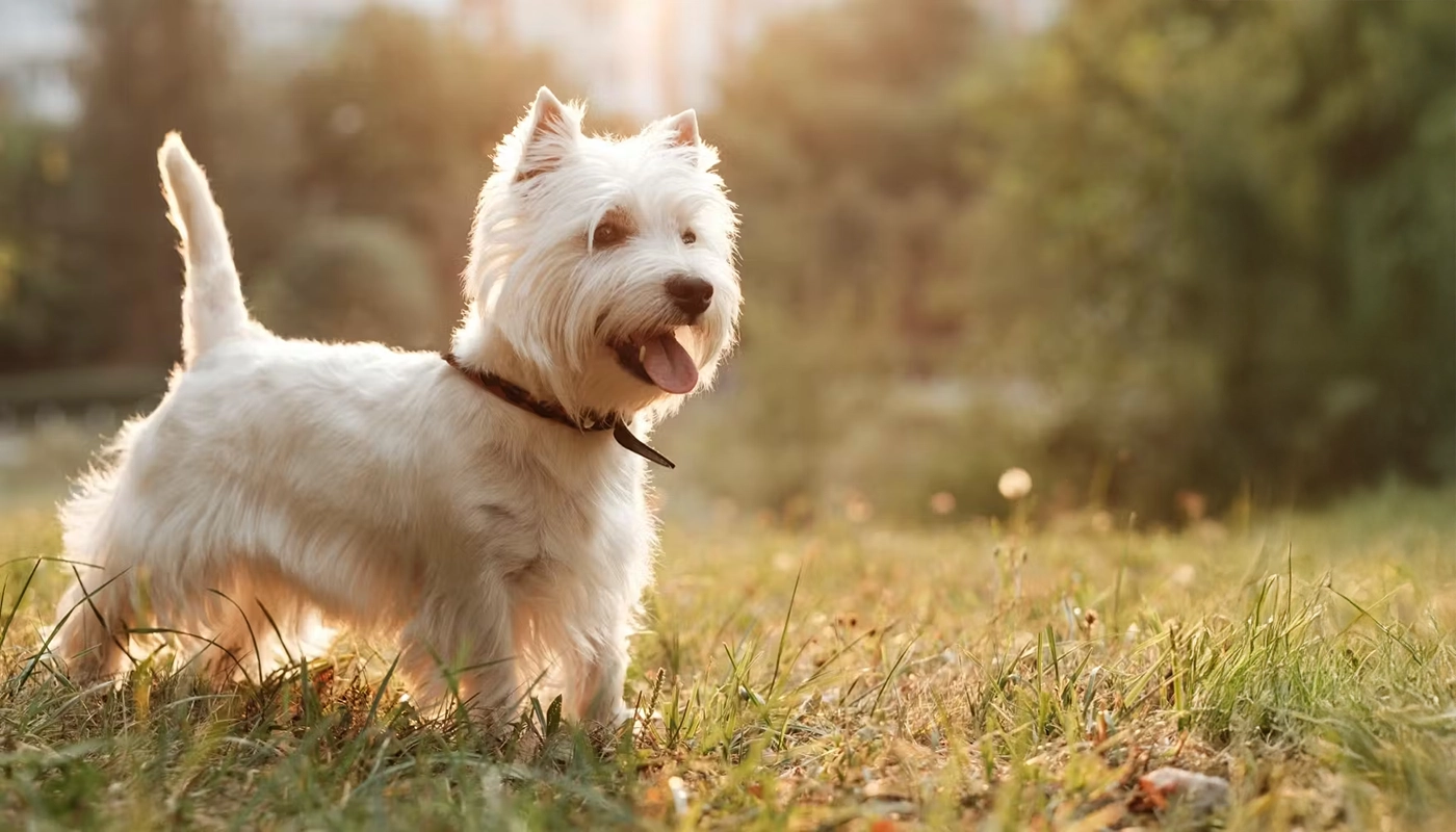 Dermatite atopique – Comment aider mon chien ?