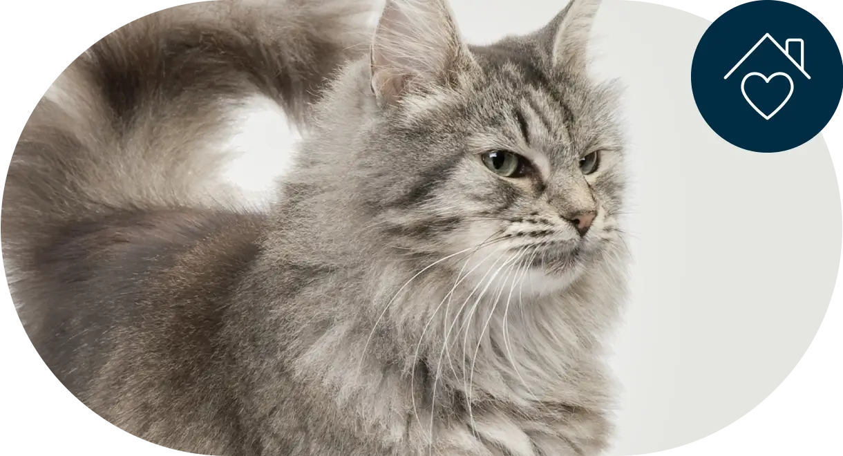 header-categorie-chat-accessoires Header catégorie chat accessoires