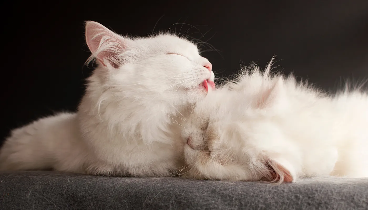 chats-a-poils-longs-se-toilettent-mutuellement Chats à poils longs se toilettent mutuellement