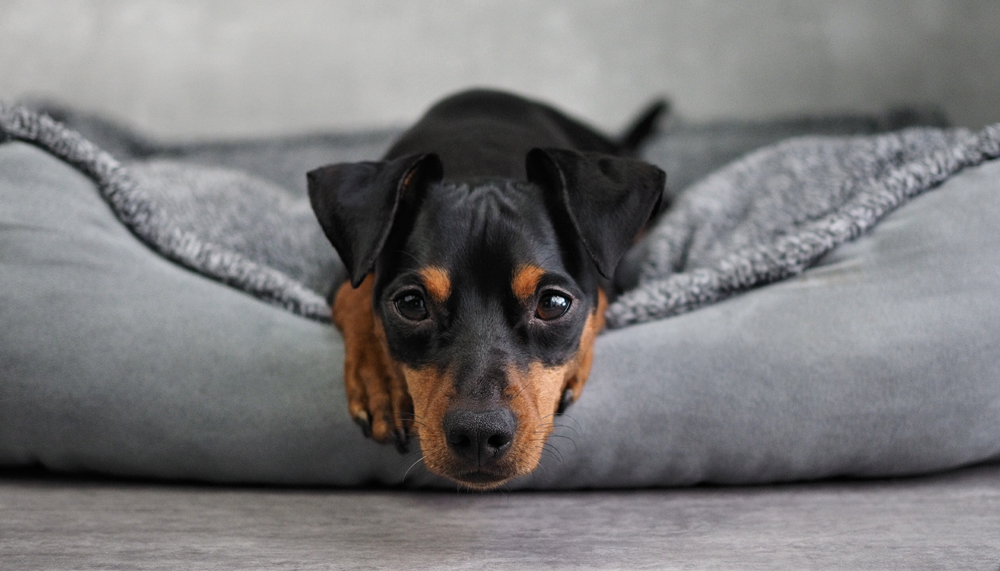 Carence en vitamine B12 en cas de diarrhée chronique chez le chien – qu’est-ce que c’est ?