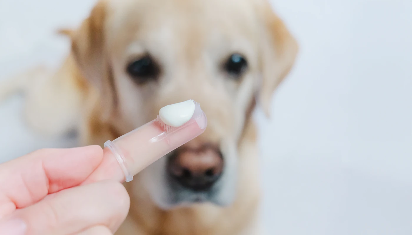 brosse-a-dents-plaqtiv-pour-chiens-et-chats Brosse à dents Plaqtiv+ pour chiens et chats