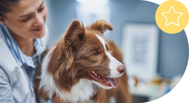 Tierarzt mit Hund bild hund tierarzt kundenzufriedenheit