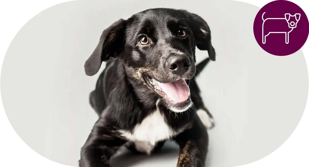 header-categorie-chien Header catégorie chien