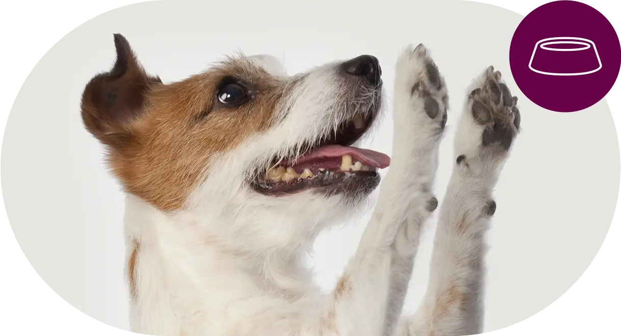 header-categorie-chien-aliments-secs Header catégorie chien aliments secs