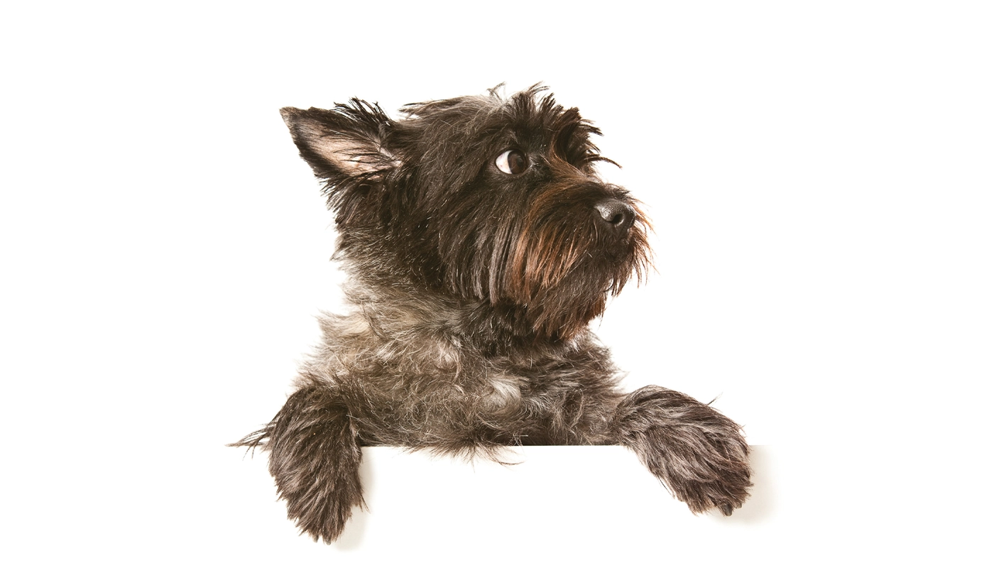 Quand les chiens malades ne mangent pas : Pourquoi l’intestin a quand même besoin de nourriture
